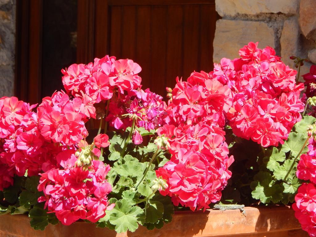 I Lecci Bed and Breakfast Lerici Buitenkant foto