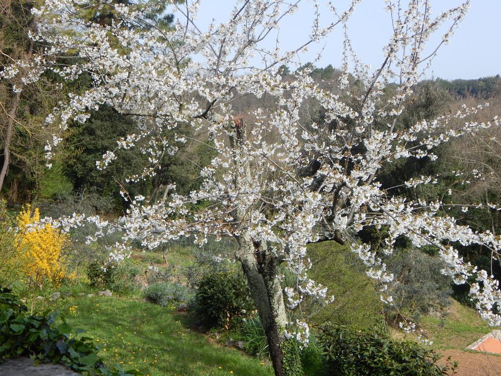 I Lecci Bed and Breakfast Lerici Buitenkant foto
